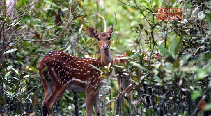 ‘রাজনৈতিক ছত্রছায়ায়’ হরিণ শিকারে চোরা সিন্ডিকেট